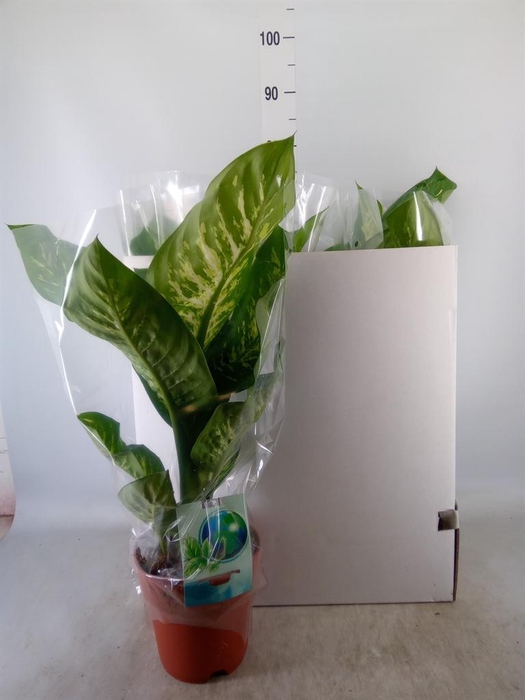 <h4>Dieffenbachia seg. 'Tropic Snow'</h4>