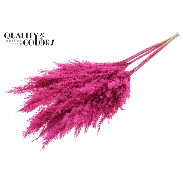 <h4>Pampas Grass 100cm 5st/bunch Frosted Cerise</h4>