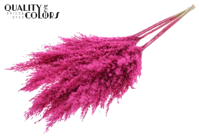 <h4>Pampas Grass 100cm 5st/bunch Frosted Cerise</h4>