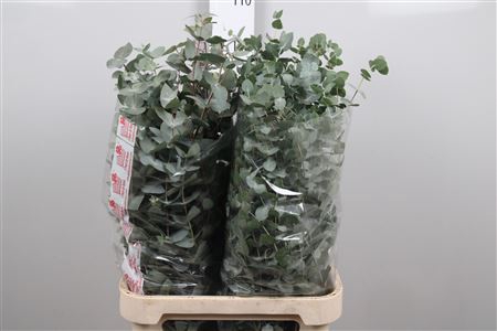 <h4>Euc Cinerea</h4>