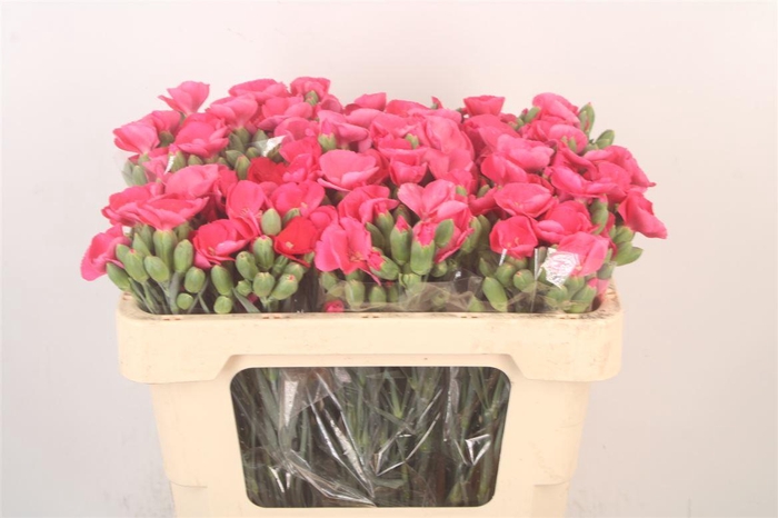 <h4>Di Symply Brightfly</h4>