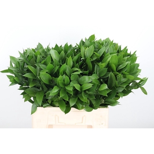 Ruscus