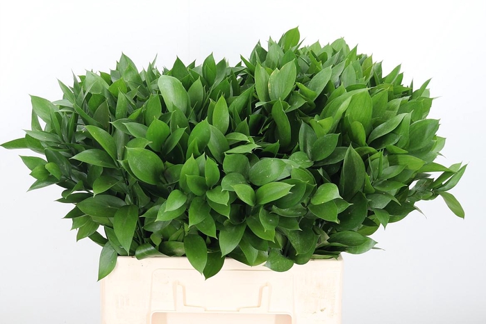 <h4>Ruscus</h4>