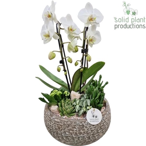 Arrangementen Phalaenopsis mt H%