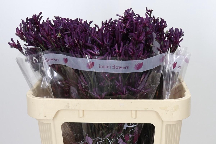 <h4>ANIGOZANTHOS BUSH MERLOT</h4>