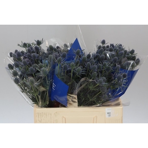 Eryngium Blue Dynamite