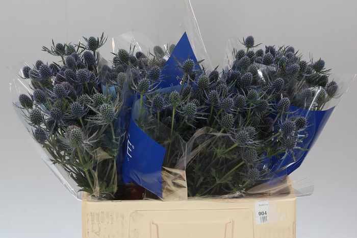 <h4>Eryngium Blue Dynamite</h4>