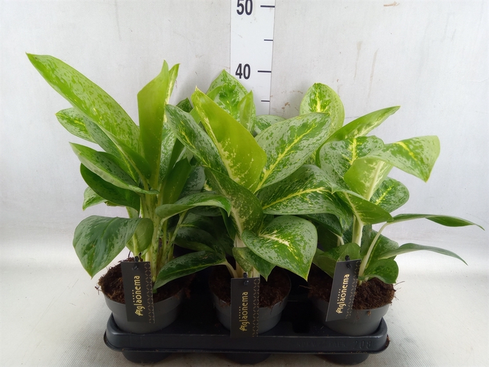 <h4>Aglaonema  'Lemon Mint'</h4>