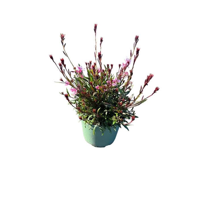 <h4>Gaura Pink</h4>