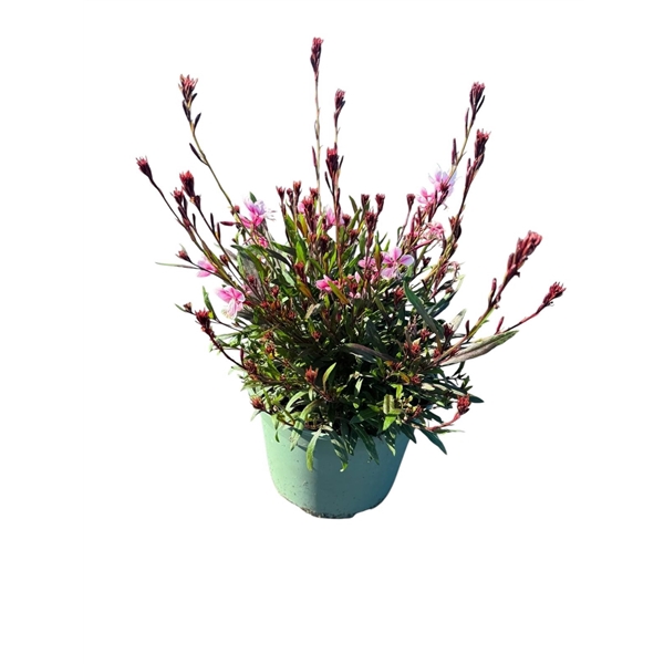 Gaura Pink
