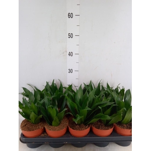 Dracaena frag. 'Compacta'