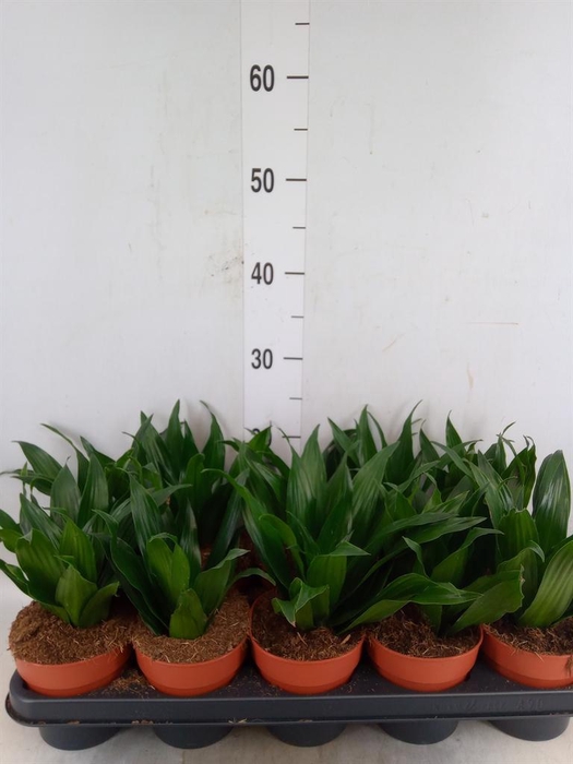 <h4>Dracaena frag. 'Compacta'</h4>