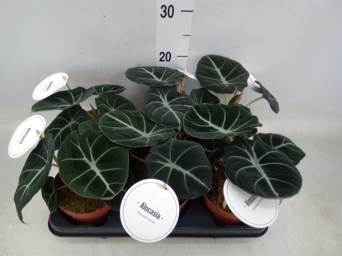 <h4>Alocasia  'Black Velvet'</h4>