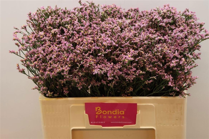 <h4>LIM SIN BLUSH DIA</h4>