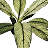 SPATHIPHYLLUM SENSATION VARIEGATA P17 SEM FLOR