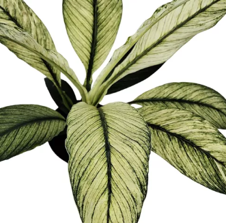 SPATHIPHYLLUM SENSATION VARIEGATA P17 SEM FLOR