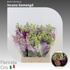 Matthiola Incana Gemengd