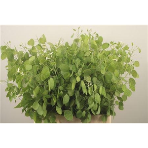 Lunaria Ann Groene P