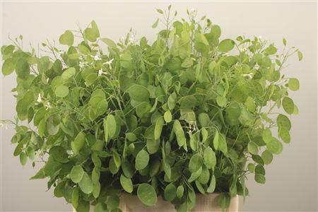 <h4>Lunaria Ann Groene P</h4>