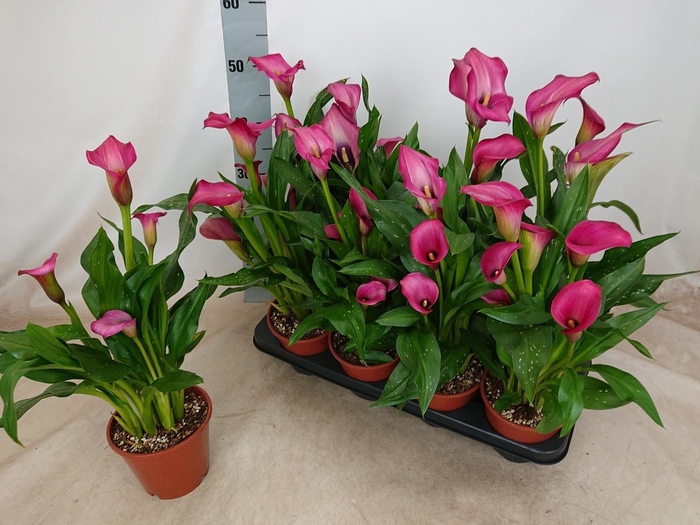 <h4>ZANT CHERRY KISS</h4>