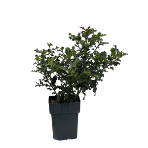 Ilex aquifolium P17