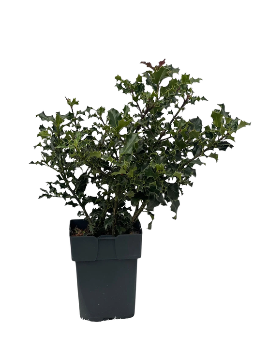 <h4>Ilex aquifolium P17</h4>