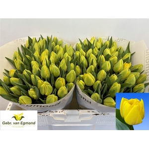 Tu Du Double Trouble