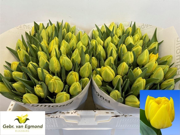 <h4>Tu Du Double Trouble</h4>