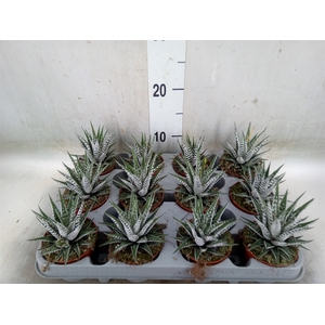 Haworthia fasciala 'Alba'