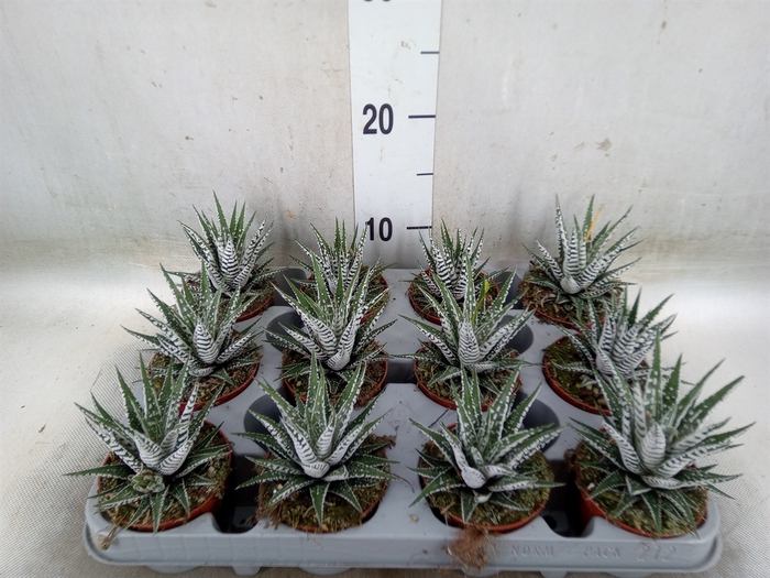 <h4>Haworthia fasciala 'Alba'</h4>