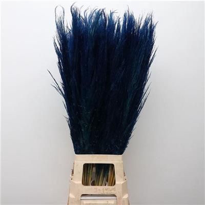 <h4>CORTADERIA BLAUW-DARK X10</h4>