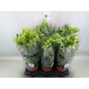 Phlebodium aureum 'Davana'