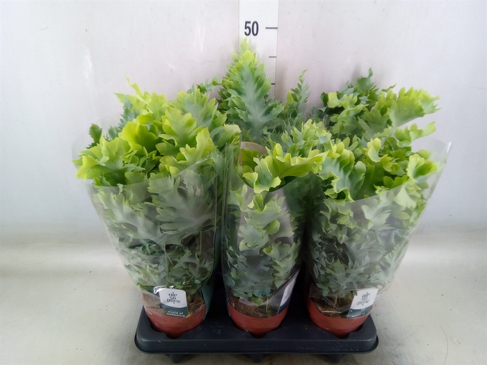 <h4>Phlebodium aureum 'Davana'</h4>