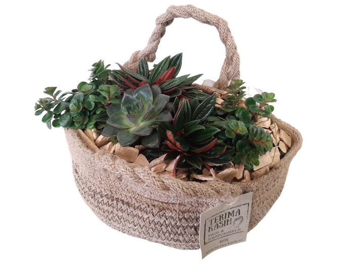 <h4>Arr.   Kamerplant Groen L%</h4>