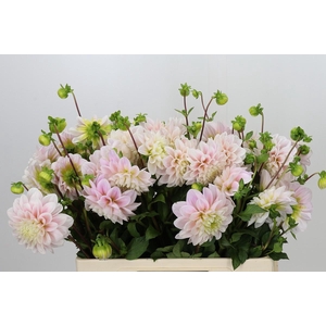 Dahlia Sweet Nathalie