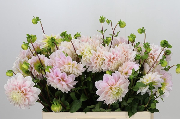 <h4>Dahlia Sweet Nathalie</h4>
