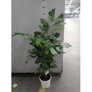 Caryota mitis