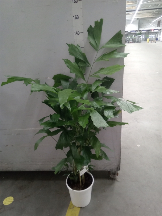 <h4>Caryota mitis</h4>