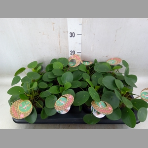 Pilea peperomoides