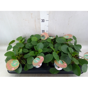 Pilea peperomoides
