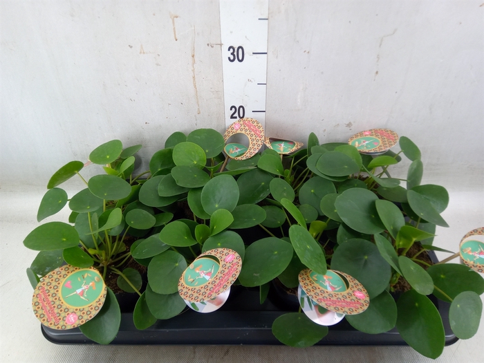 <h4>Pilea peperomoides</h4>