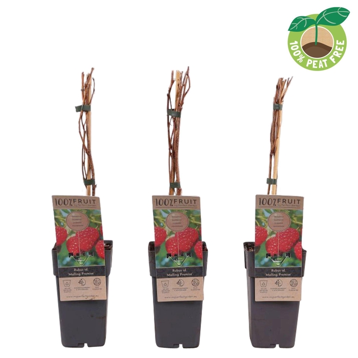 <h4>Rubus idaeus Malling Promise</h4>