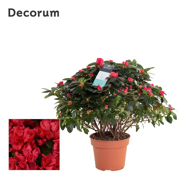 <h4>Azalea 17 cm rood - Decorum</h4>