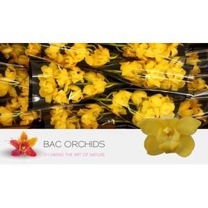 CYMB T ALBINO YELLOW