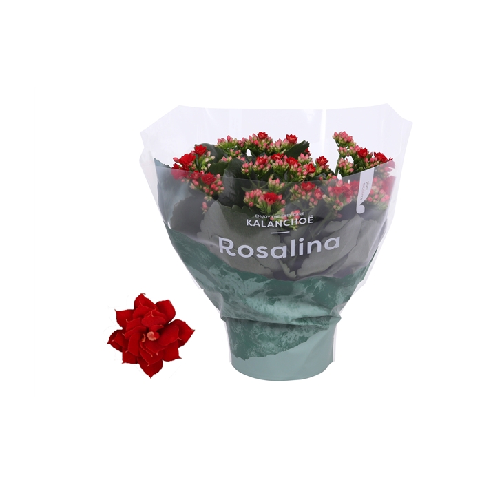 <h4>Kalanchoe Rosalina 15cm Don Justino rood</h4>