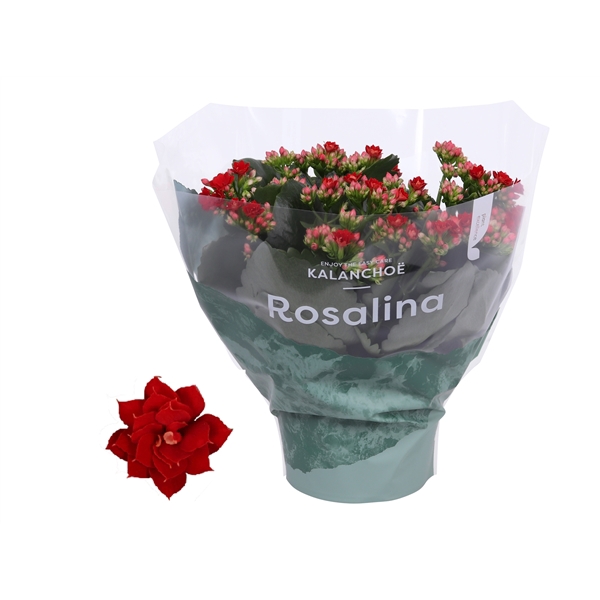 <h4>Kalanchoe Rosalina 15cm Don Justino rood</h4>