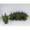 SALVIA NE SE DP BLUE