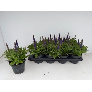 Salvia Ne Se Dp Blue