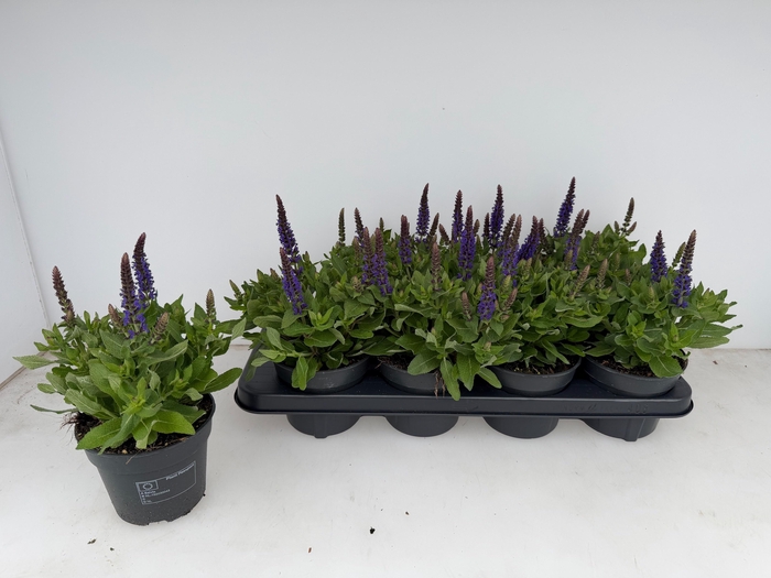 <h4>SALVIA NE SE DP BLUE</h4>
