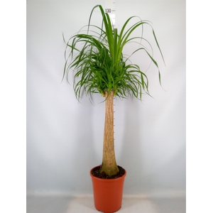 Beaucarnea recurvata